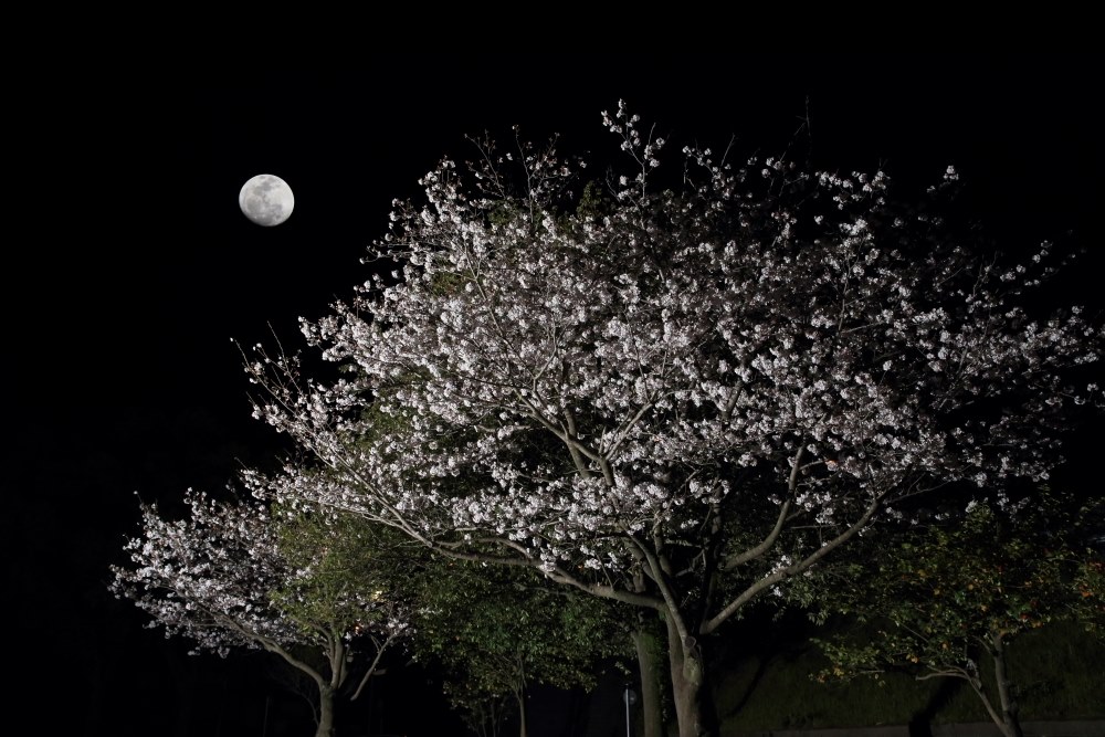 月と夜桜を同時に撮影するにはどうすればよいでしょう？』 CANON EOS
