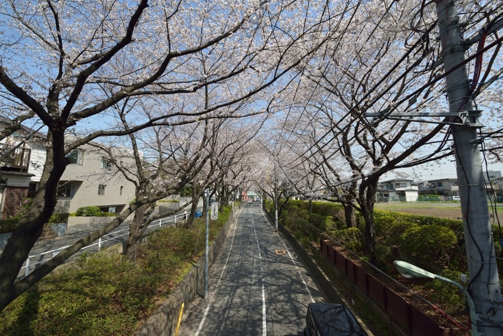 Nikon D800E ボディ ローパスレスモデル 動作品 ローパスレス勝負