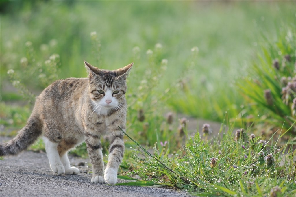 うれしいなこのレンズの口コミ掲示板がある～』 ニコン AI Nikkor ED