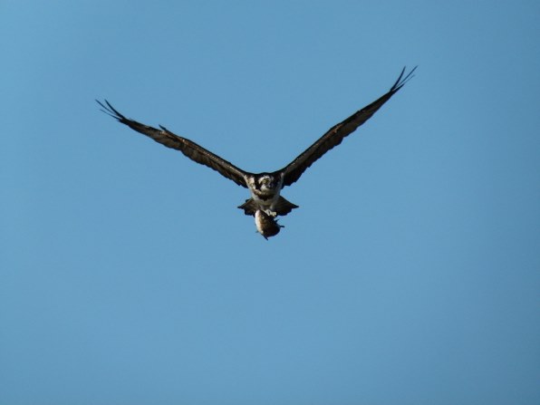 パナソニック LUMIX DMC-FZ100で撮影された写真 - 価格.com