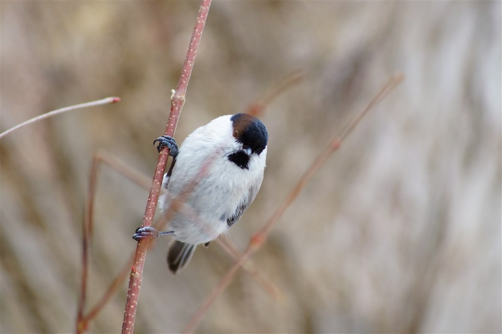 使った感想』 SONY 75-300mm F4.5-5.6 SAL75300 のクチコミ 使った感想』 SONY 75-300mm F4.5-5.6 SAL75300 のクチコミ