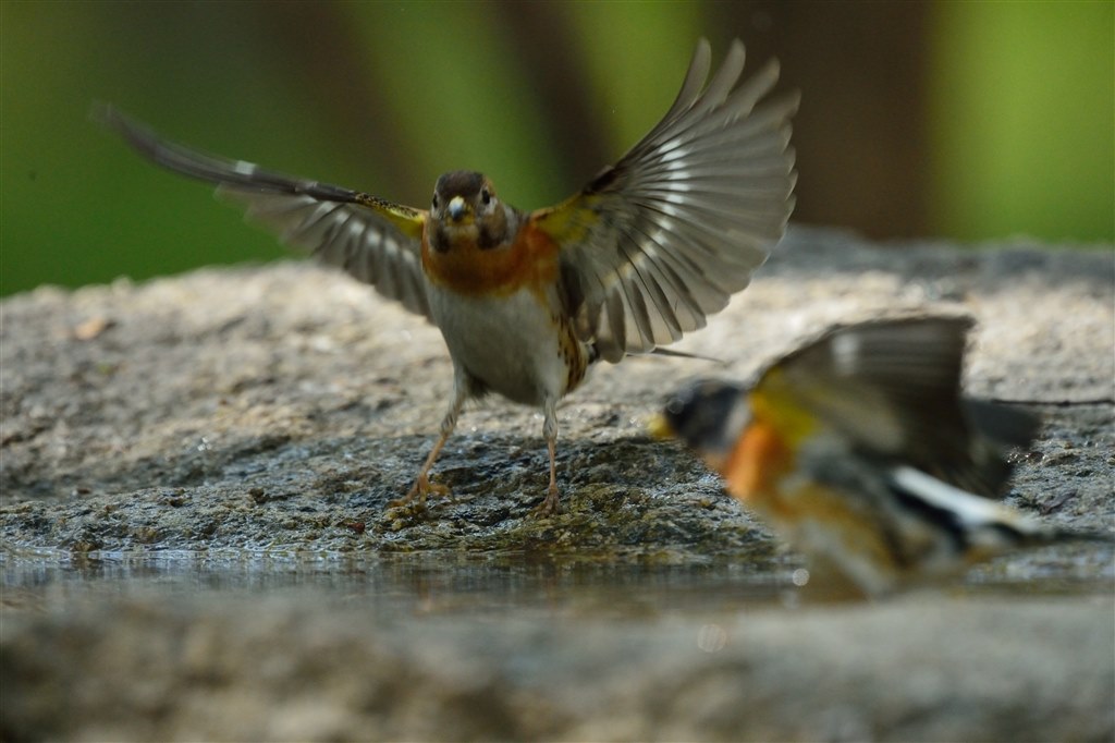 野鳥撮影にて教えて下さい。』 ニコン D7100 ボディ のクチコミ