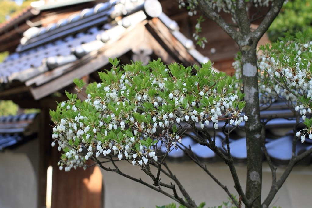 美品 Canon EF50mm F1.8ii 作品例あり EF50mm F1.8 IIとの比較』 CANON EF40mm F2.8 STM のクチコミ掲示板