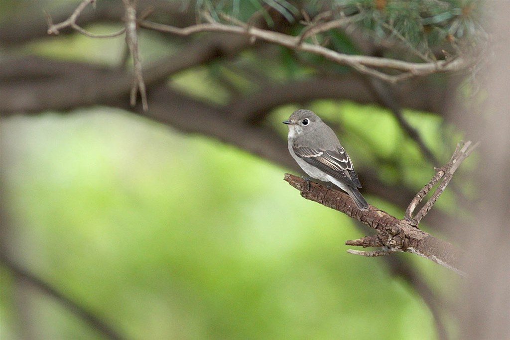 このレンズで撮影した野鳥について』 CANON EF400mm F5.6L USM の