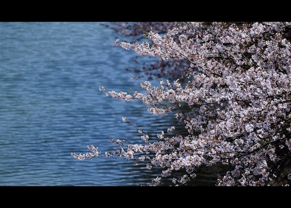 D7000とD300s(裏の題名=来た~~~D600が D7000とD300s(裏の題名=来た~~~D600が