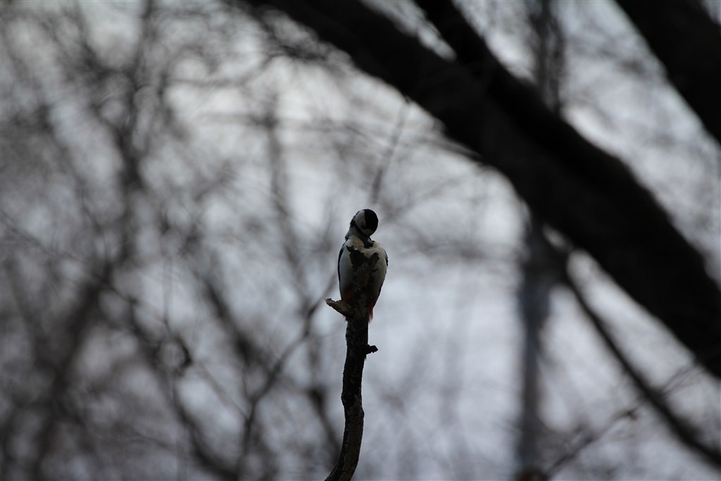 ✨❤️背景ボケ写真に最適な単焦点レンズ17mm f/2.8❤️✨ ✨❤️ほぼ未使用背景ボケ写真に最適な単焦点レンズ17mm f/