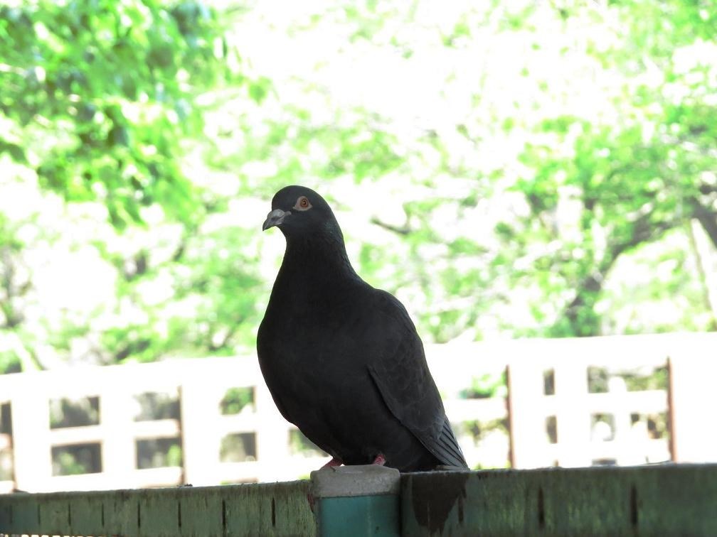 黒い鳩に出会いました Canon Powershot Sx50 Hs のクチコミ掲示板 価格 Com