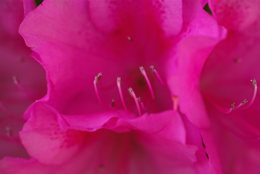 SIGMA DP2m ※ストロボとクローズアップレンズなし。 切り貼りデジカメ実験室：「SIGMA DP2 Merrill」のマクロシステムを