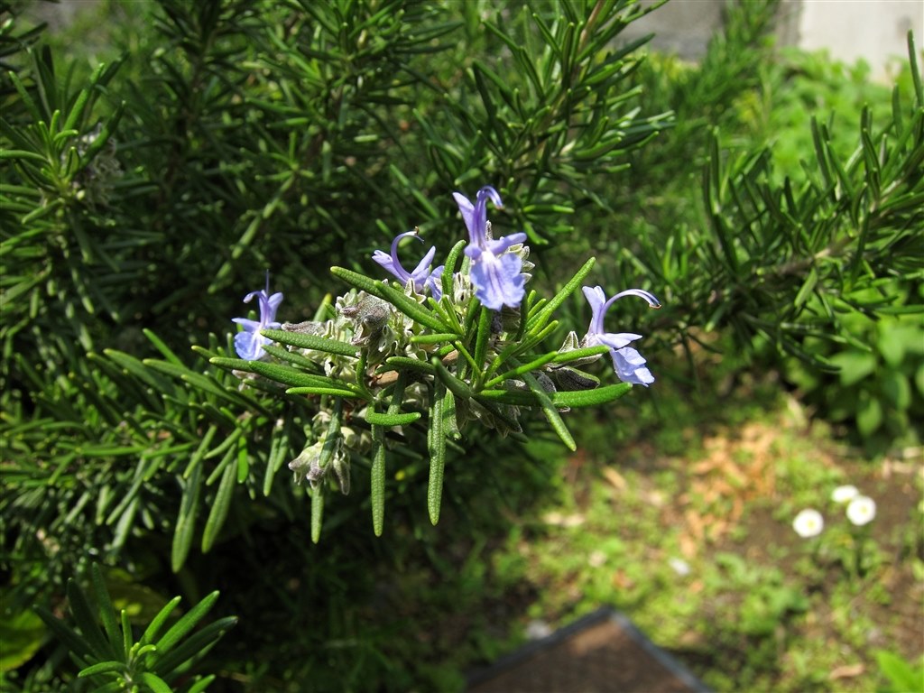 鉛筆の芯でみがくといいみたい』 CANON PowerShot S90 のクチコミ 