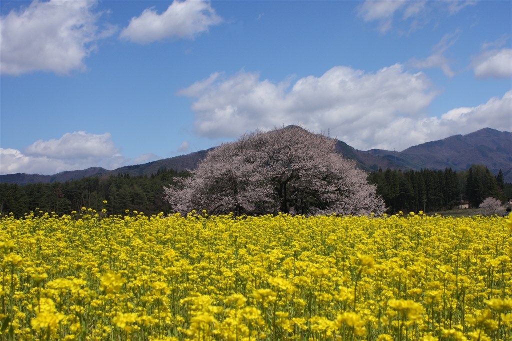 やはり40Dって名機ですよね』 CANON EOS 40D ボディ のクチコミ