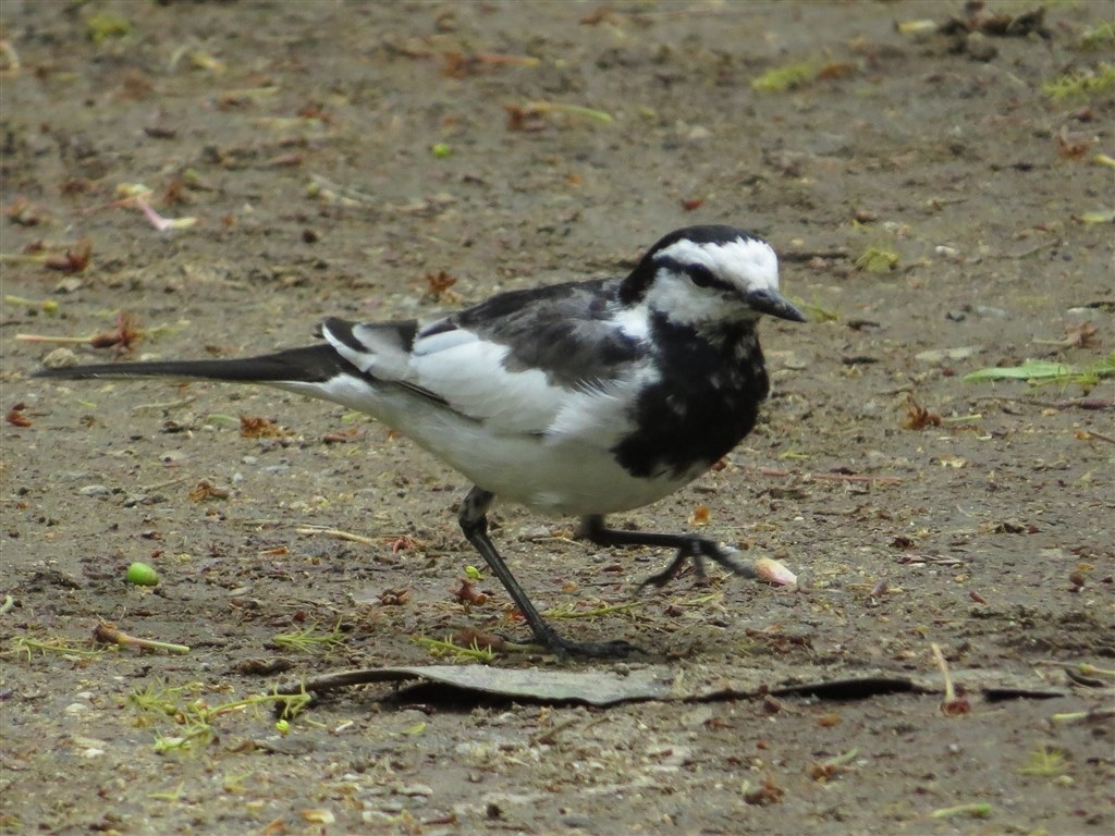 SX50HS お気楽野鳥撮影を楽しもう！Part 11』 CANON PowerShot SX50 HS