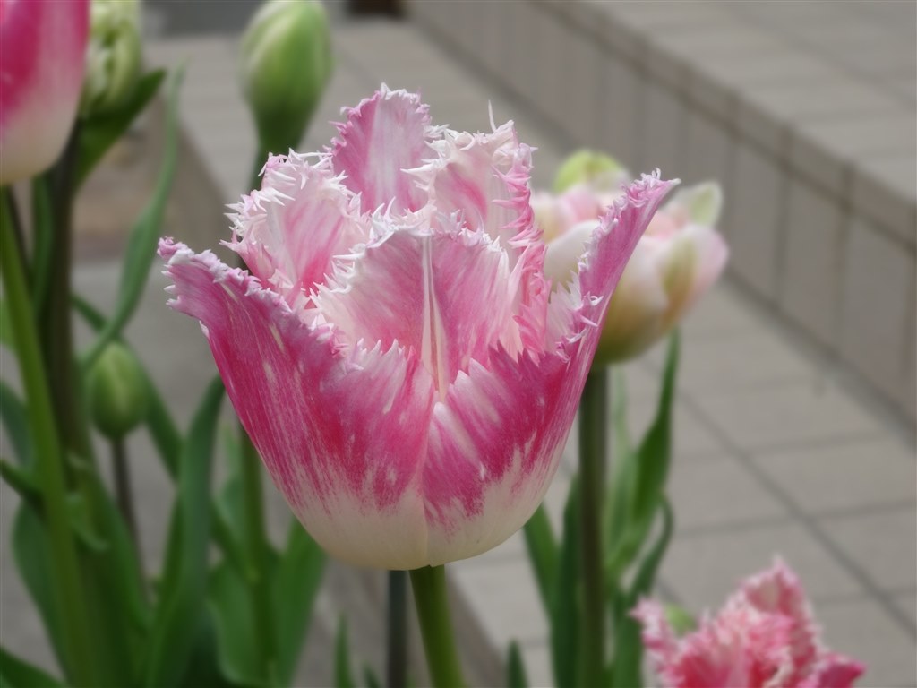 背景ぼかし』 SONY サイバーショット DSC-WX300 のクチコミ掲示板
