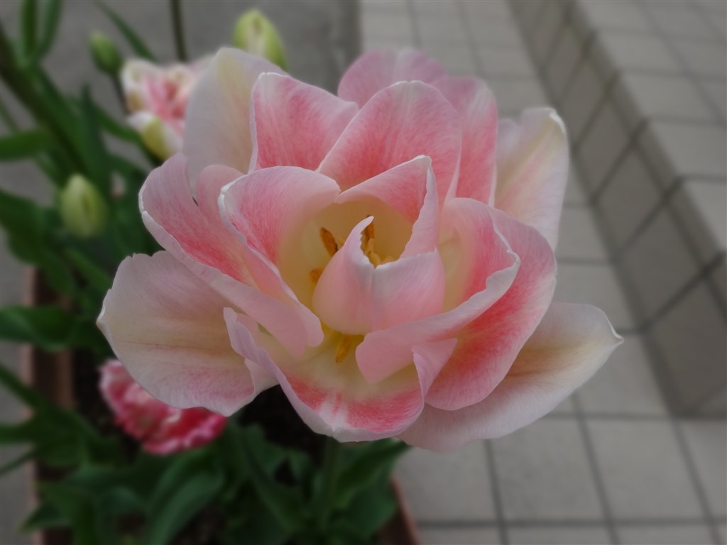 背景ぼかし』 SONY サイバーショット DSC-WX300 のクチコミ掲示板