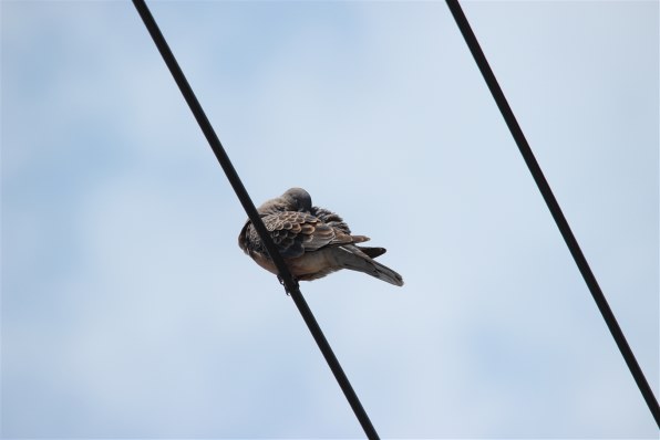 EOS Kiss X5 で撮った写真見せっこしよう』 CANON EOS Kiss X5