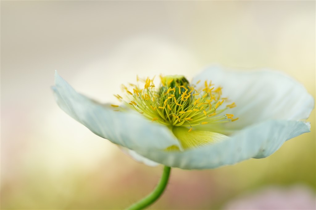 α57+タム9(172E)』 TAMRON SP AF 90mm F/2.8 MACRO1:1 α57+タム9(172E)』 TAMRON SP AF 90mm F/2.8 MACRO1:1