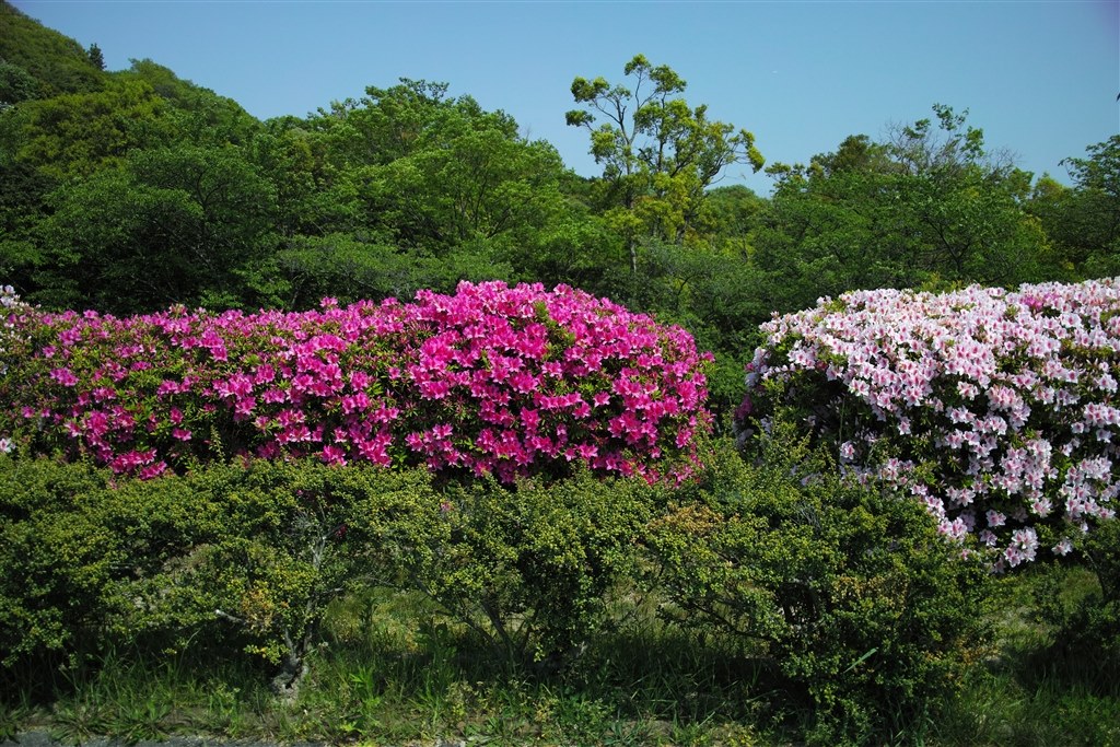 メリル3兄弟揃い踏み」』 シグマ SIGMA DP3 Merrill のクチコミ掲示板
