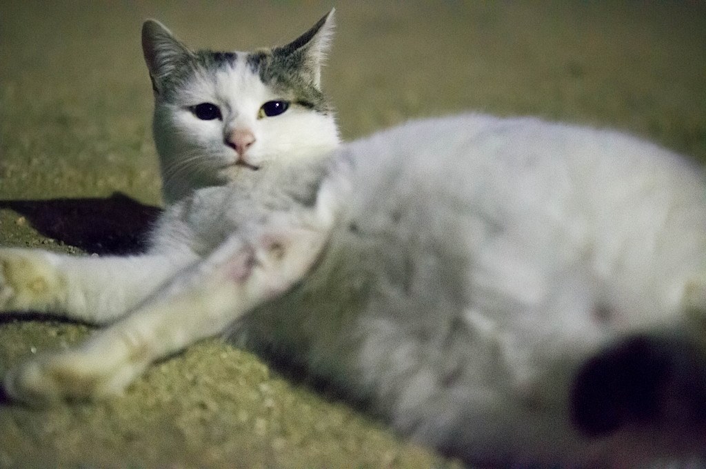 室内の猫撮り』 パナソニック LEICA DG SUMMILUX 25mm/F1.4 ASPH. H