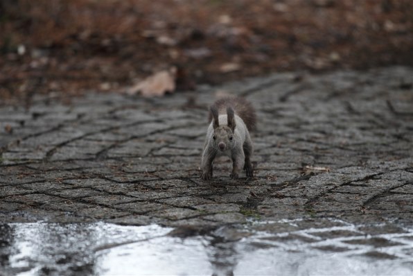 陽光 楽しも 掛け軸 リス 
