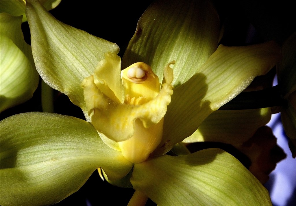 FUJIFILM FinePix HS50 EXR【ジャンク扱い】 悲報！？ジャンクネオ一眼を修理しようとするがさらに壊してしまう