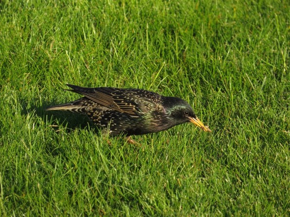 SX50HS お気楽野鳥撮影を楽しもう！Part 12』 CANON PowerShot SX50 HS のクチコミ掲示板 - 価格.com