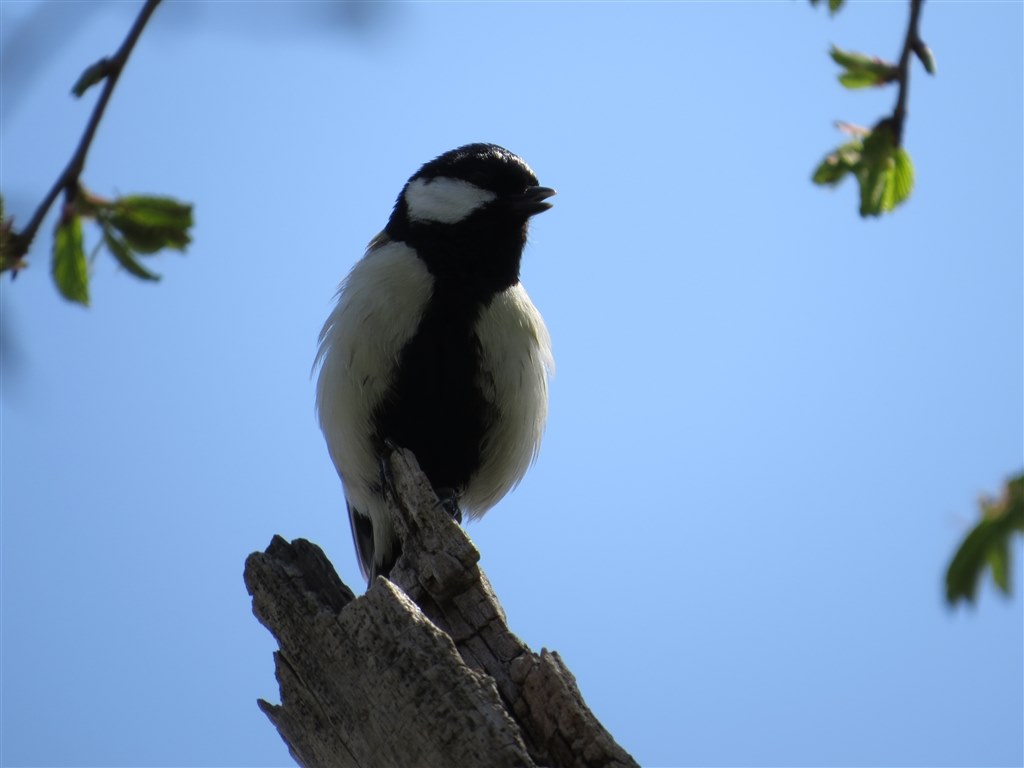 Sx50hs お気楽野鳥撮影を楽しもう Part 12 Canon Powershot Sx50 Hs のクチコミ掲示板 価格 Com