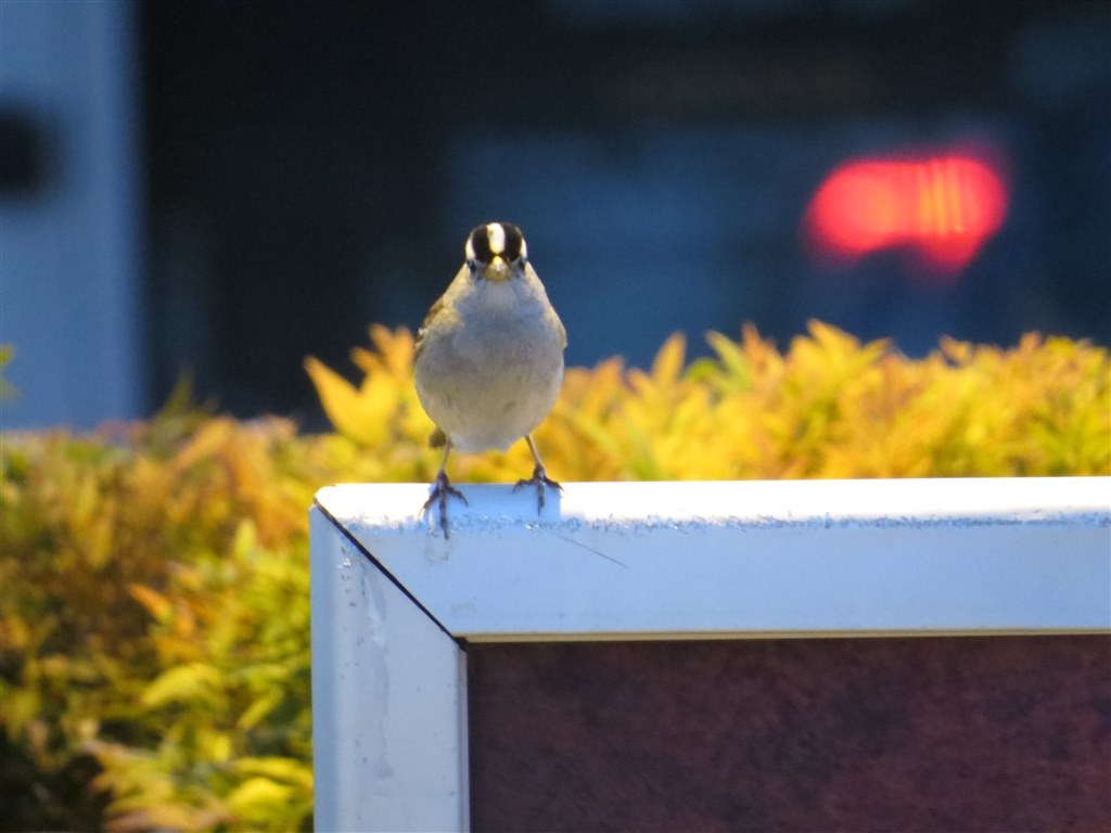 Sx50hs お気楽野鳥撮影を楽しもう Part 12 Canon Powershot Sx50 Hs のクチコミ掲示板 価格 Com