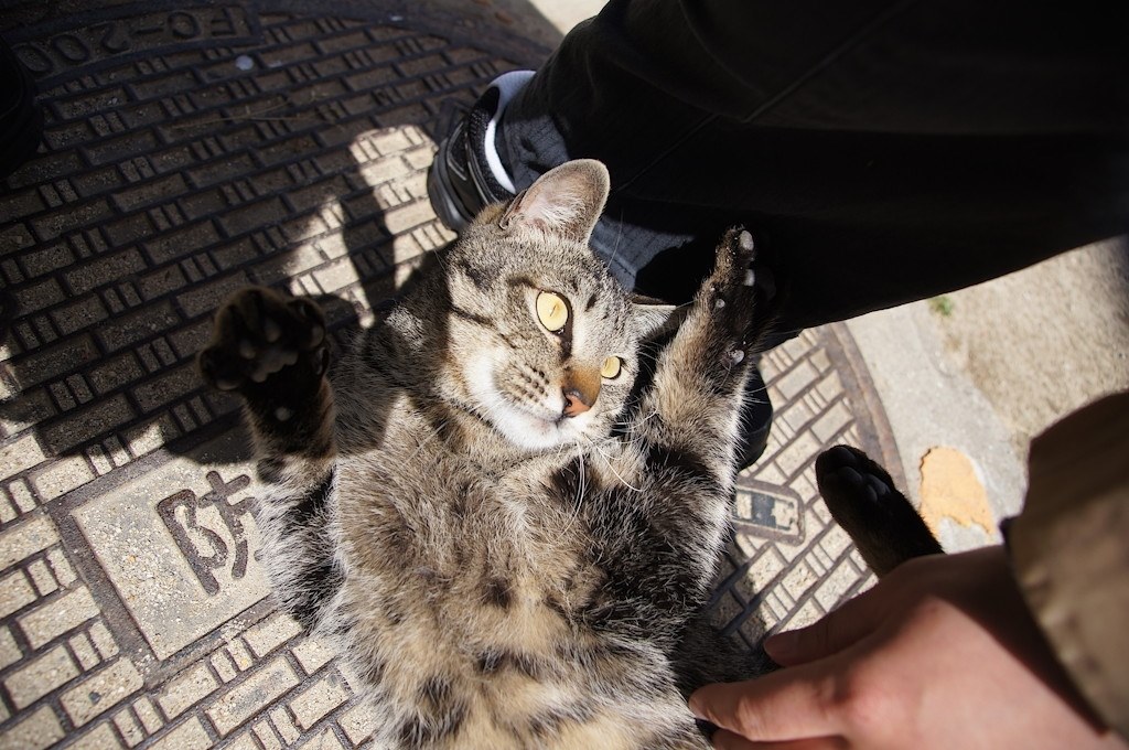 室内の猫撮り』 パナソニック LEICA DG SUMMILUX 25mm/F1.4 ASPH. H