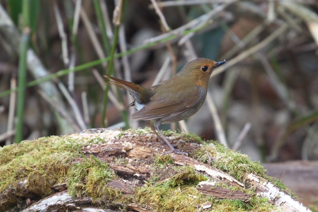 Canon EOS Kiss X7i ボディー 撮影動作確認済み Canon EOS Kiss X7i ボディー 撮影動作確認済み