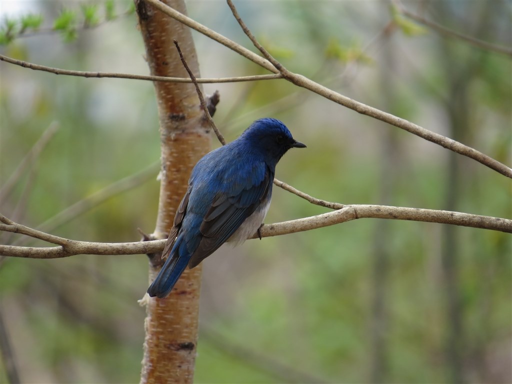 Sx50hs お気楽野鳥撮影を楽しもう Part 12 Canon Powershot Sx50 Hs のクチコミ掲示板 価格 Com