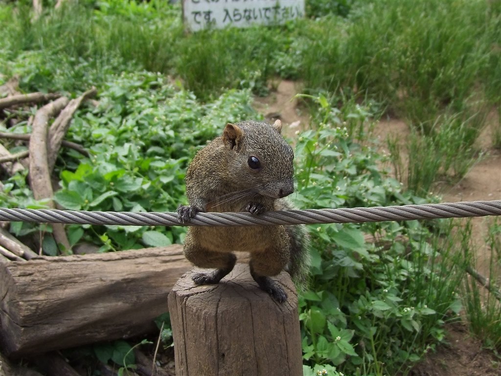 町田リス園」でリスを撮りました』 富士フイルム FinePix S100FS の