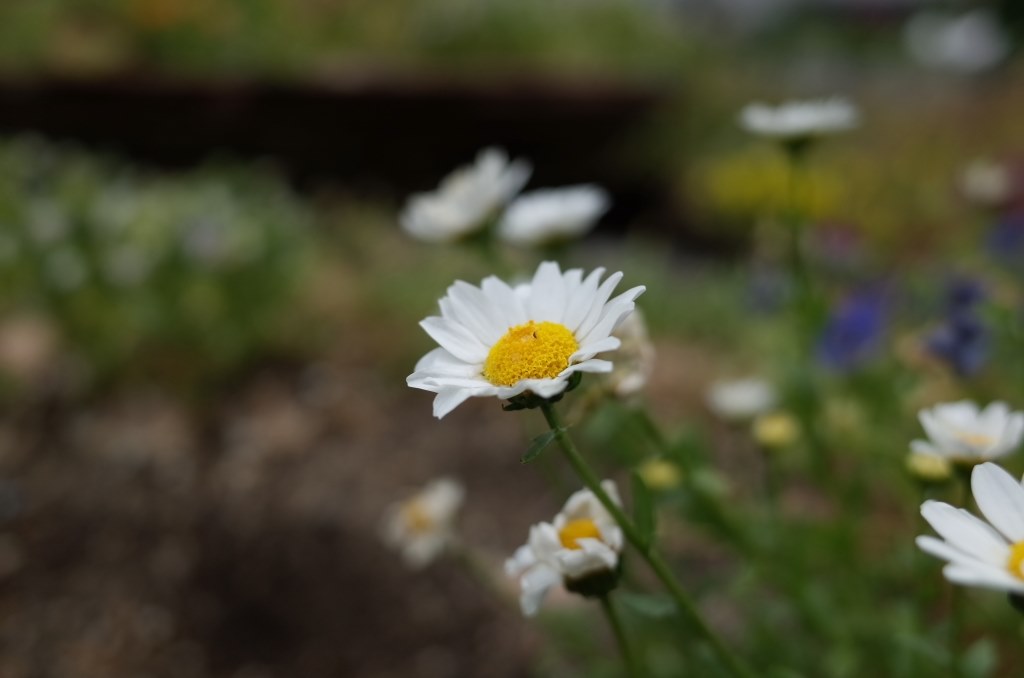 ググッと寄れないのが…玉に瑕。。。』 リコー RICOH GR の ググッと寄れないのが…玉に瑕。。。』 リコー RICOH GR の