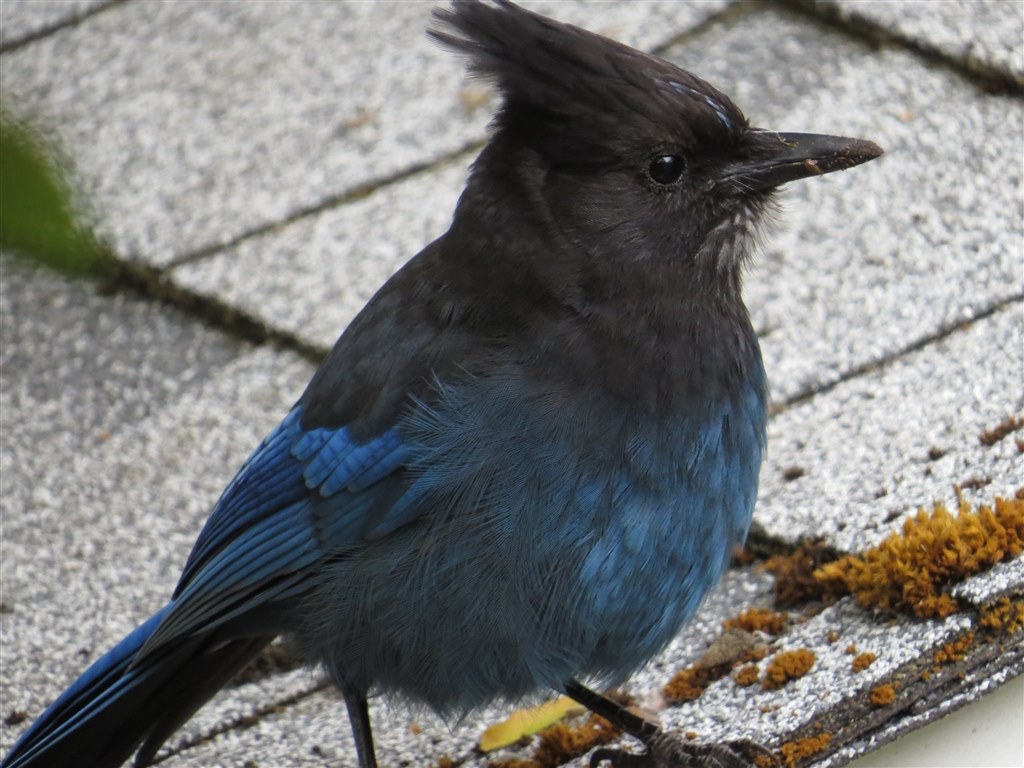 50 500か80 400か シグマ Apo 50 500mm F4 5 6 3 Dg Os Hsm ニコン用 のクチコミ掲示板 価格 Com