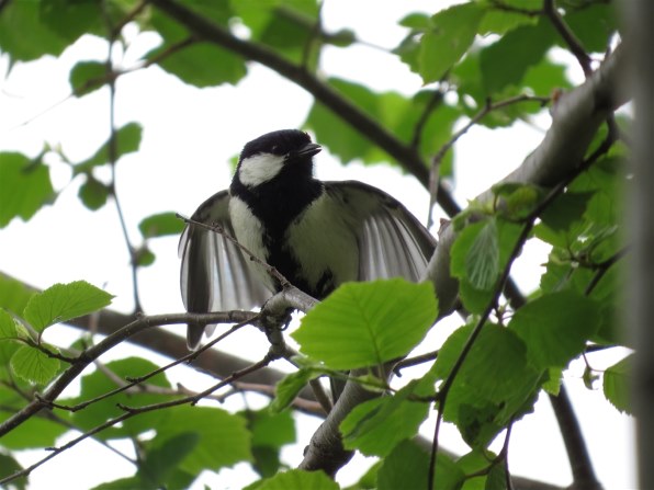 SX50HS お気楽野鳥撮影を楽しもう！Part 13』 CANON PowerShot SX50 HS のクチコミ掲示板 - 価格.com