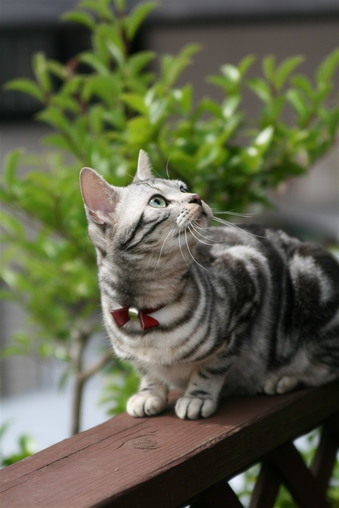 宜しいんじゃないでしょうか』 TAMRON SP AF 28-75mm F/2.8 XR