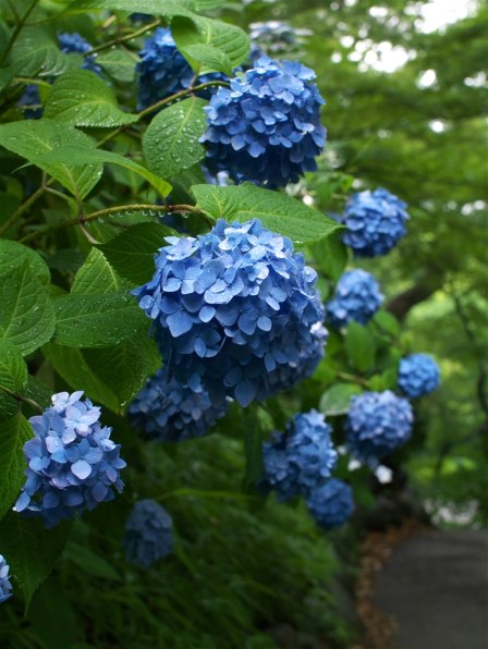 シグマ 30mm F2.8 EX DN [マイクロフォーサーズ用]投稿画像・動画