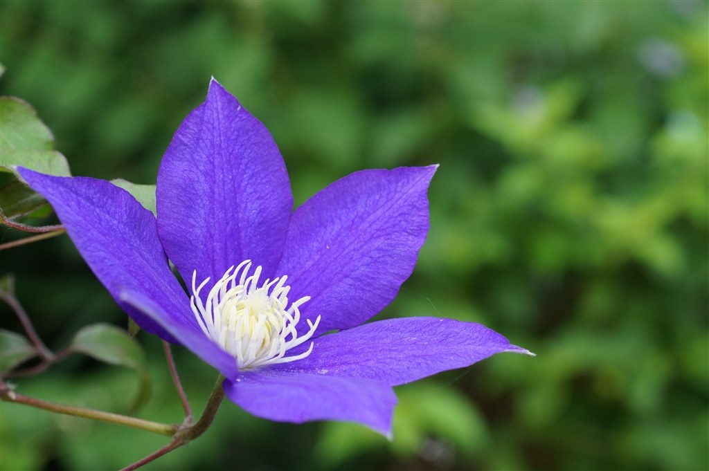 てっせん という花 Sony 50mm F2 8 Macro Sal50m28 のクチコミ掲示板 価格 Com