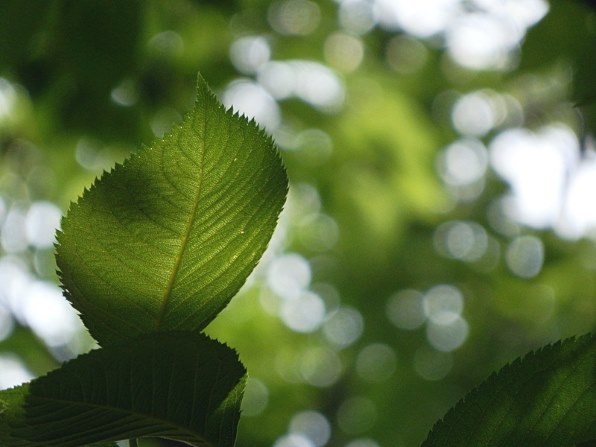 オリンパス OLYMPUS SP-610UZ投稿画像・動画 - 価格.com