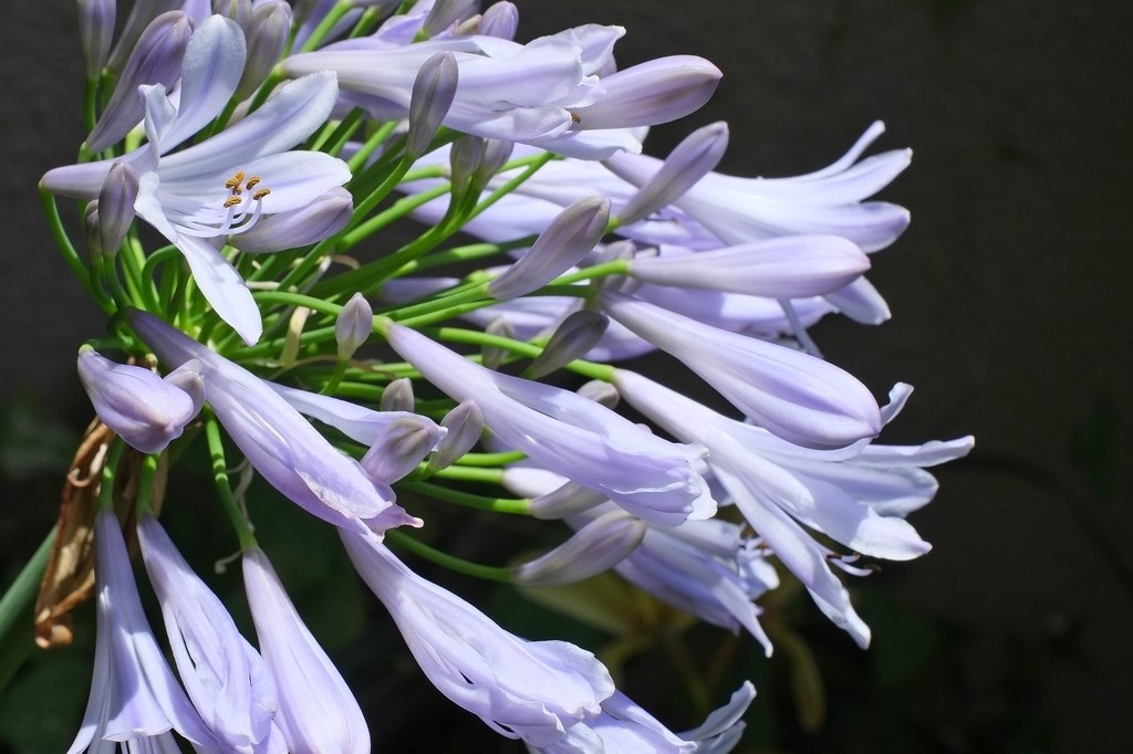 35mmで撮る雨期の花 富士フイルム フジノンレンズ Xf35mmf1 4 R のクチコミ掲示板 価格 Com