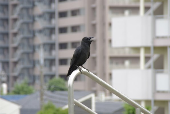 Amazon | Pentax デジタル一眼レフカメラ K-m レンズキット K