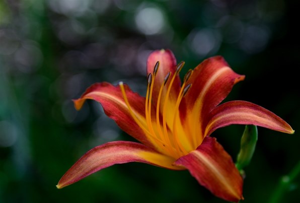【美品】【作例あり】Nikon一眼レフカメラ ボディ＋レンズ　d3200 作例スレ ～D3200・お写真拝見！～』 ニコン D3200 ボディ の