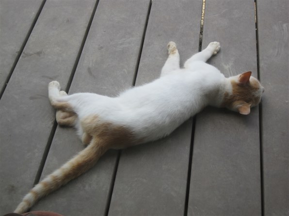 あなたの好きなネコの写真を見せて頂けませんか Part2 クチコミ掲示板 価格 Com あなたの好きなネコの写真を見せて頂けませんか Part2 クチコミ掲示板 価格 Com