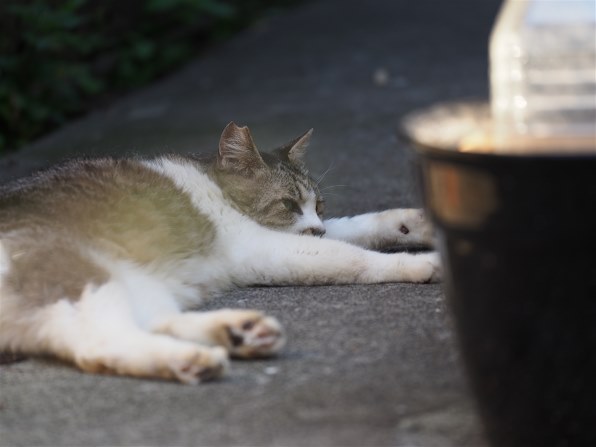 あなたの好きなネコの写真を見せて頂けませんか Part2 クチコミ掲示板 価格 Com