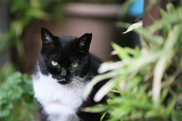 優雅 猫 轢かれる 飛び跳ねる理由 画像ブログ