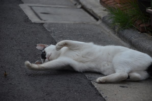 優雅 猫 轢かれる 飛び跳ねる理由 画像ブログ