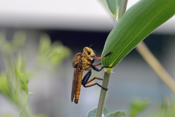 昆虫マクロ 作例』 TAMRON SP 90mm F/2.8 Di MACRO 1：1 VC USD (Model