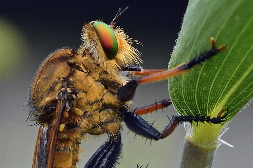[美品/作例] TAMRON SP 90mm f2.8 Di マクロ 272E TAMRON SP 90mm F2.8 Di MACRO 272E レビュー作例 タムキュー等