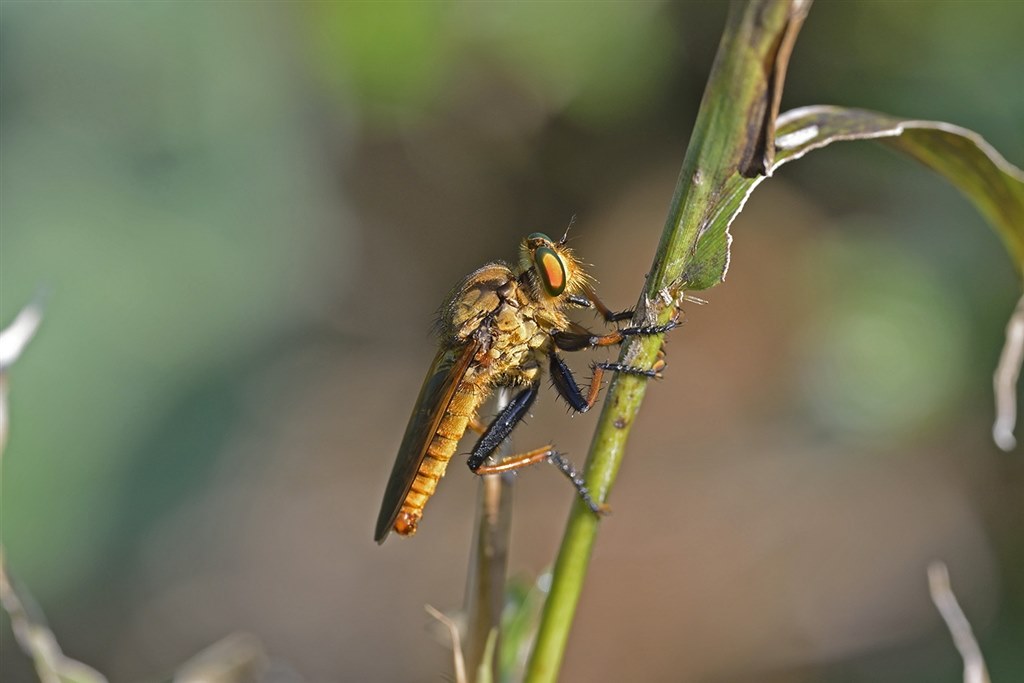 ⭐️花・昆虫などに⭐️TAMRON 90mm F2.8 MACRO ニコンF TAMRON 90mm F/2.8 Di III MACRO VXD (Model F072) [ニコンZ用