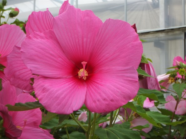 FUJIFILM FinePix Z1000EXR ピンク動作品 中古】FUJIFILM 富士フイルム FINEPIX Z1000EXR ピンク コンパクト