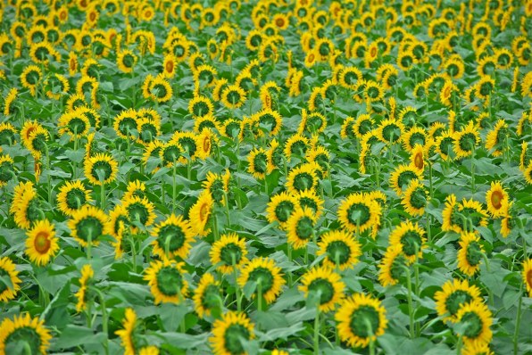 写真作例 色いろいろ Part118 暑中お見舞い申し上げます クチコミ掲示板 価格 Com