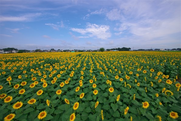 写真作例 色いろいろ Part118 暑中お見舞い申し上げます クチコミ掲示板 価格 Com